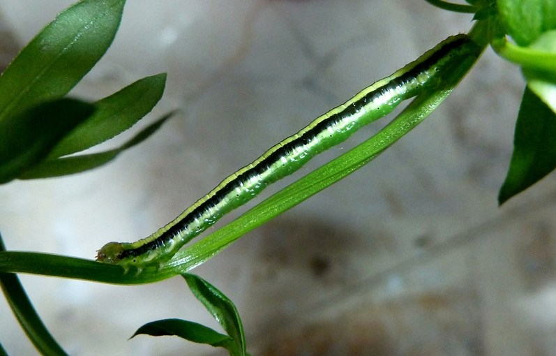 Ciclo vitale: Catarhoe cuculata, Geometridae